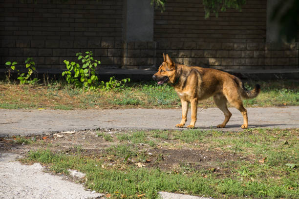 istock German shepherd walking in a city park 853771082