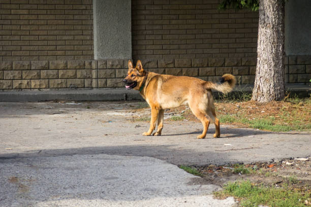 istock German shepherd walking in a city park 853771106