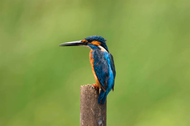istock The common kingfisher (Alcedo atthis) also known as the Eurasian kingfisher, is a small kingfisher with seven subspecies recognized within its wide distribution across Eurasia and North Africa. 853774132