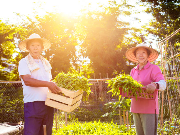 istock senior couple farmer working in vegetable farm 853779430