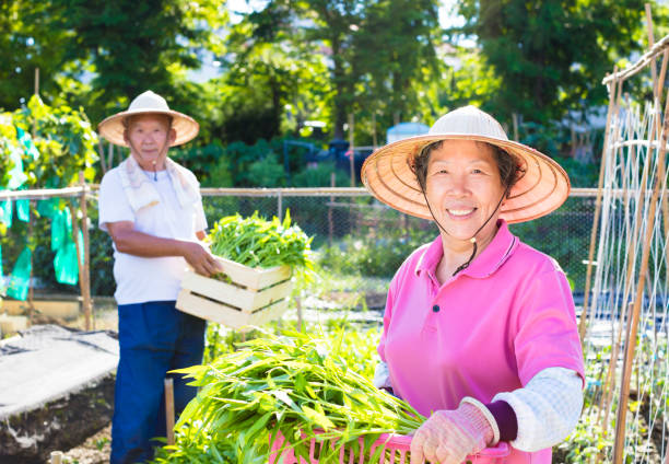 istock happy senior farmer working in vegetable farm 853779524