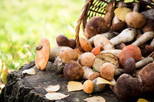 Infundibulicybe geotropa or trooping funnel mushrooms surrounded by psathyrellaceae mushrooms on a green grass.