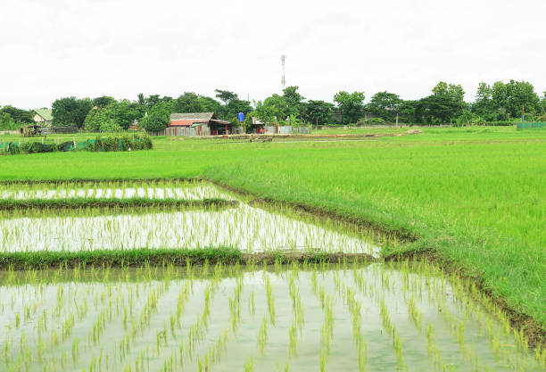 istock Cornfield, detail of nature 853785418