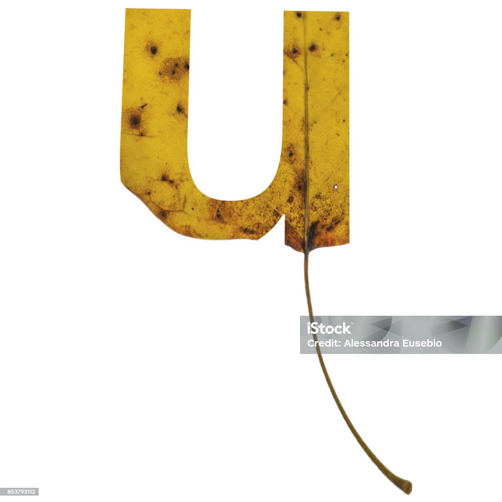Realistic yellow autumn leaf alphabet lowercase letter u with embedded selection clipping path isolated on white compositing Realistic yellow autumn leaf alphabet lowercase letter u with embedded selection clipping path isolated on white compositing. Alphabet Stock Photo