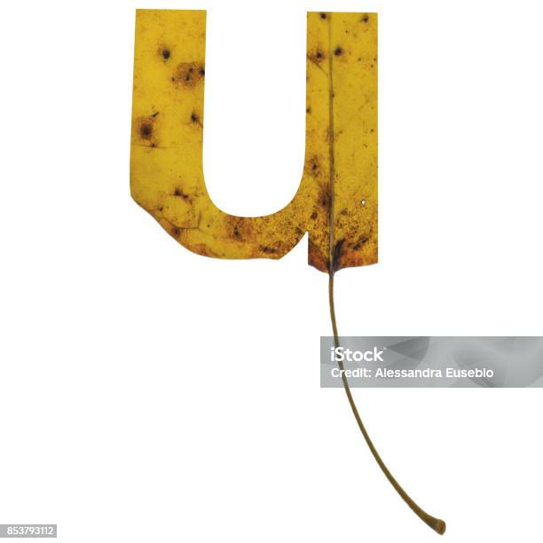 Realistic Yellow Autumn Leaf Alphabet Lowercase Letter U With Embedded Selection Clipping Path Isolated On White Compositing Stock Photo - Download Image Now
