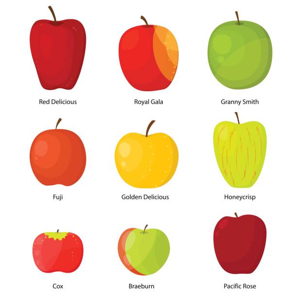 illustrazioni stock, clip art, cartoni animati e icone di tendenza di mele diverse varietà con un set di descrizione. vettore - apple gala apple fuji apple fruit