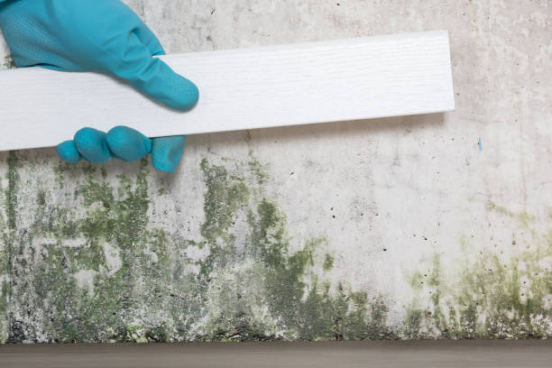 istock Person Placing Tiles On Moldy Wall 853793352