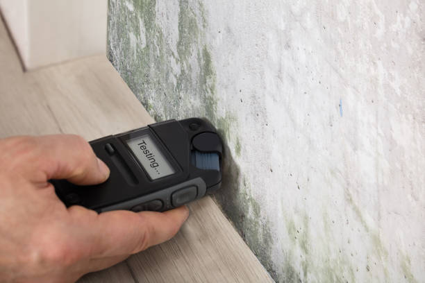 Person Hand Testing The Moldy Wall stock photo