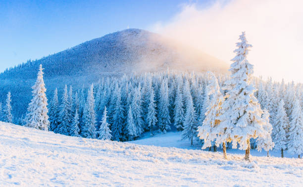 mystérieuse hiver paysage montagnes majestueuses en hiver. hiver magique arbre couvert de neige. route d’hiver dans les montagnes. en prévision de la fête. scène hivernale. carpates. ukraine. - tranquil scene tree sunset snow photos et images de collection