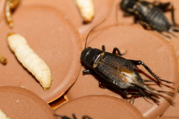 istock Entomophagy, crickets and larvas on chocolate 853806178