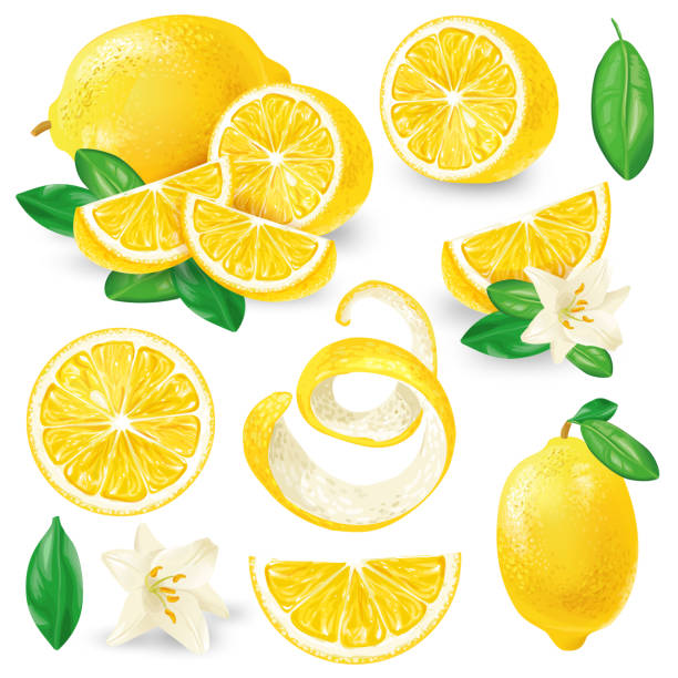 Different lemons with leaves and flowers vector Set of whole, cut in half, sliced on pieces fresh lemons, leaves and flowers, twisted lemon peel hand drawn vector illustration isolated on white background. Vibrant juicy ripe citrus fruit collection half full illustrations stock illustrations