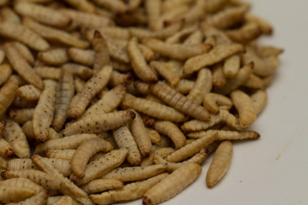 istock Entomophagy, larvas served on a dish 853808052