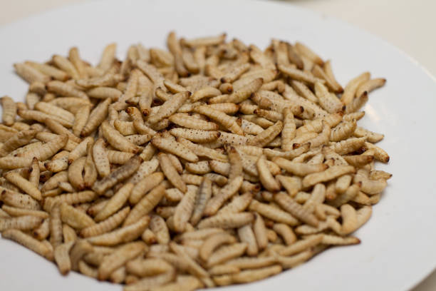 istock Entomophagy, larvas served on a dish 853808072