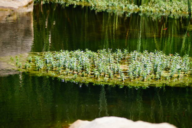 istock Beautiful lake, river, pond water images 853809118