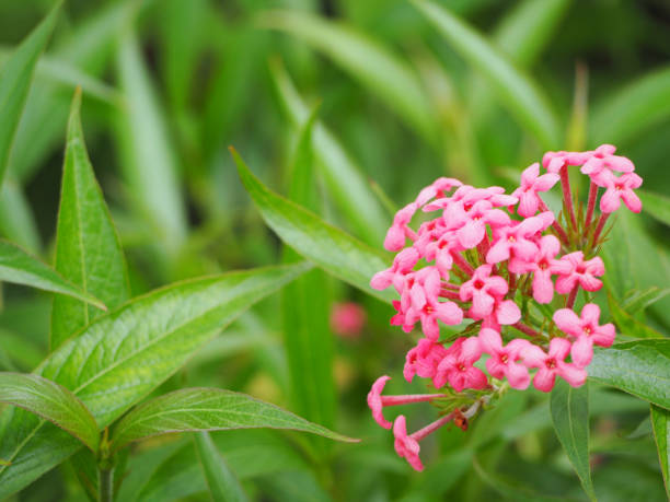 istock beautiful pink lxora flower. 853809516