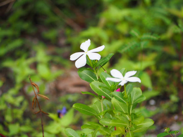 istock white of madagasca flowers. 853810058