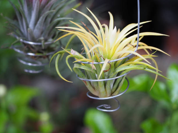 istock lovely new little orchid. 853812400
