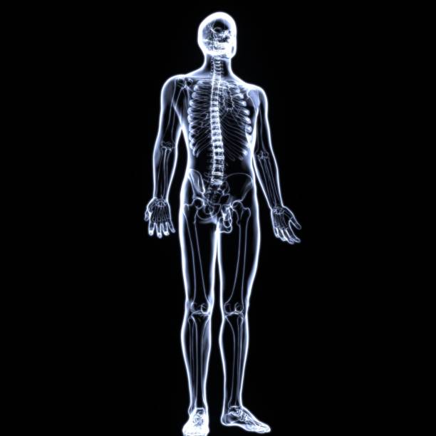 istock 3d illustration of human body skeleton anatomy 853812864
