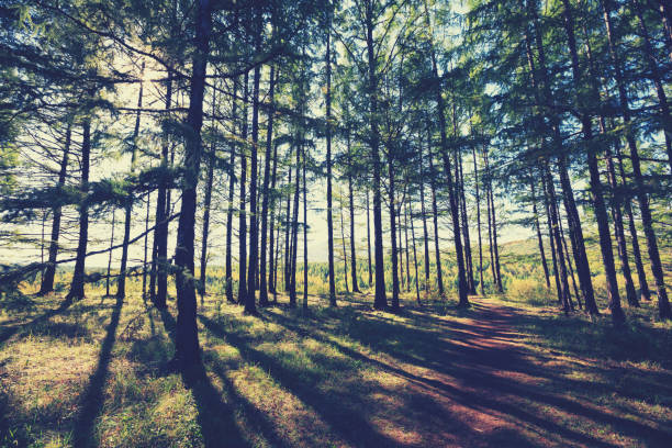 sunrise in the pine trees forest