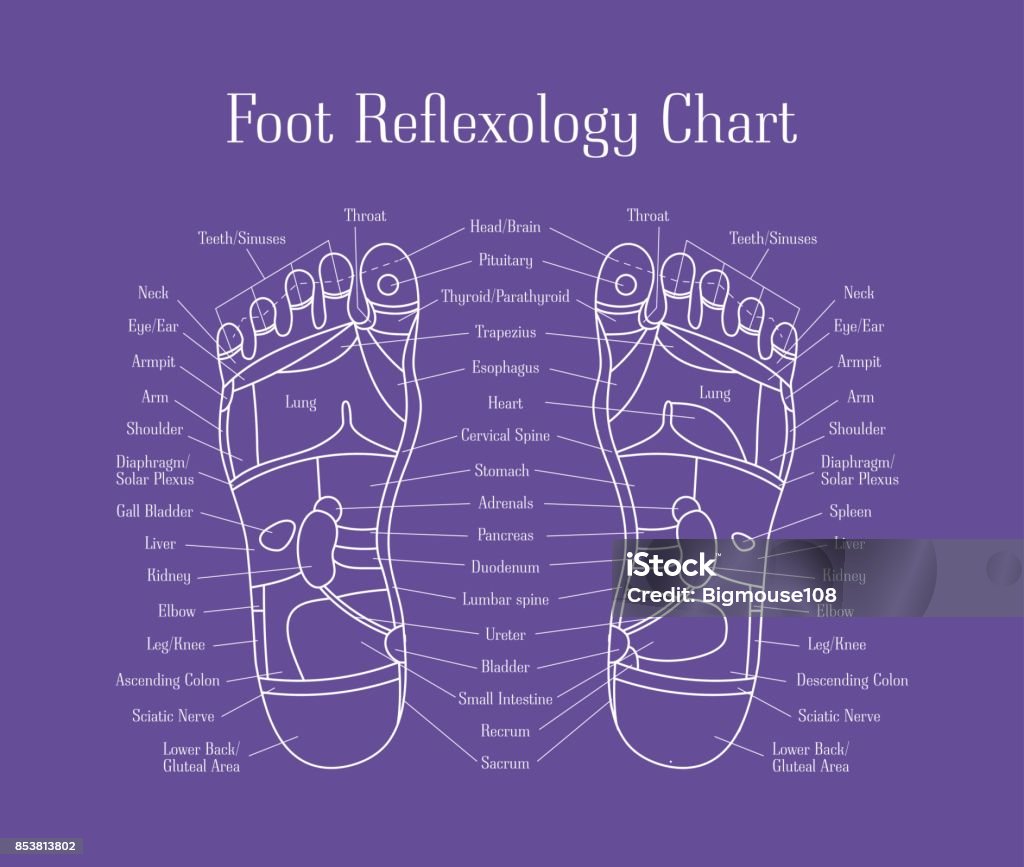 Cartoon Reflexology Feet Alternative Medicine Thin Line. Vector Cartoon Reflexology Therapy Feet Alternative Medicine Thin Line Design with Description Scheme. Vector illustration Reflexology stock vector