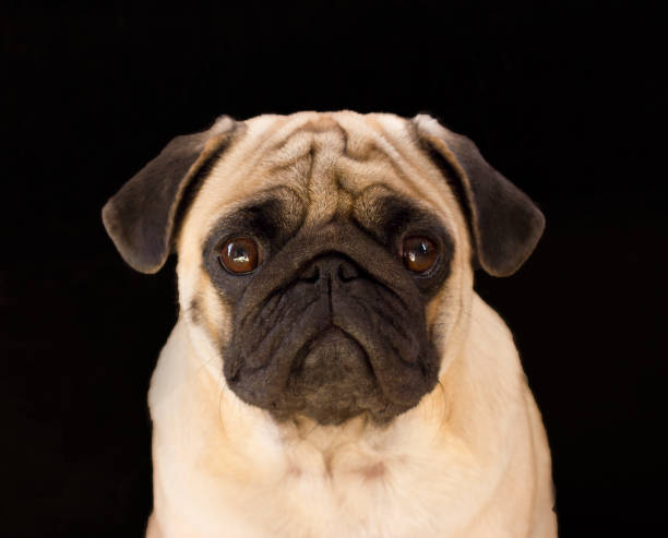 istock Sad dog pug on the black background 853816974