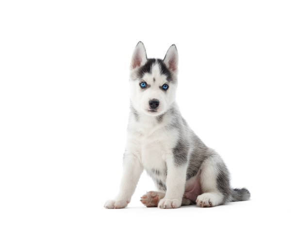 istock Siberian husky puppy at studio 853817400