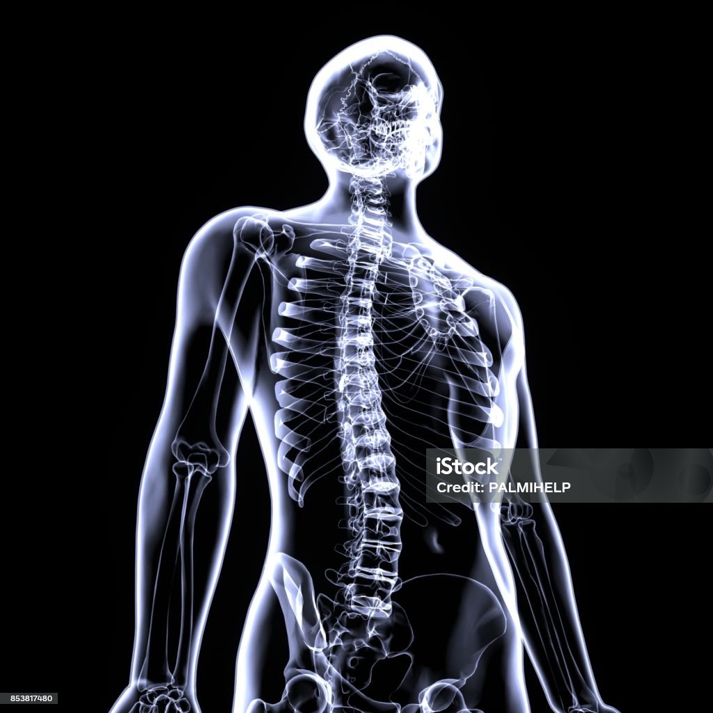 3d illustration of human body skeleton anatomy The human skeleton is the internal framework of the body. It is composed of around 270 bones at birth – this total decreases to around 206 bones by adulthood after some bones get fused together Anatomy Stock Photo