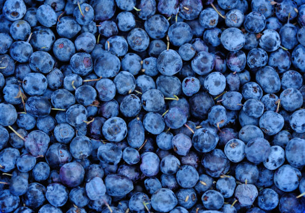 istock Harvest of fresh blueberries 853817662
