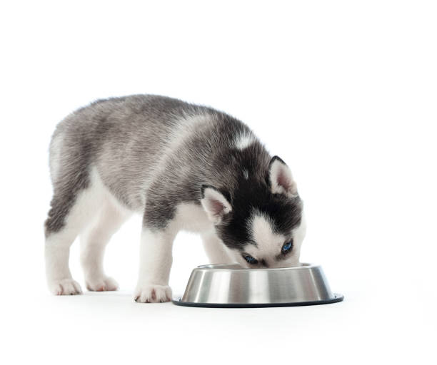istock Husky puppy eating from a bowl 853818262