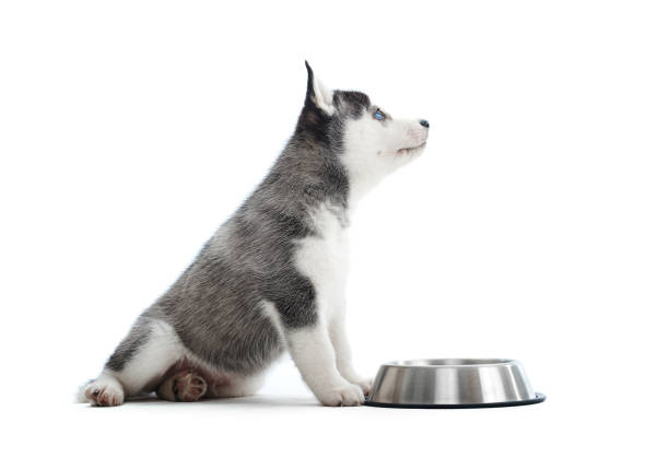 istock Husky puppy eating from a bowl 853818410