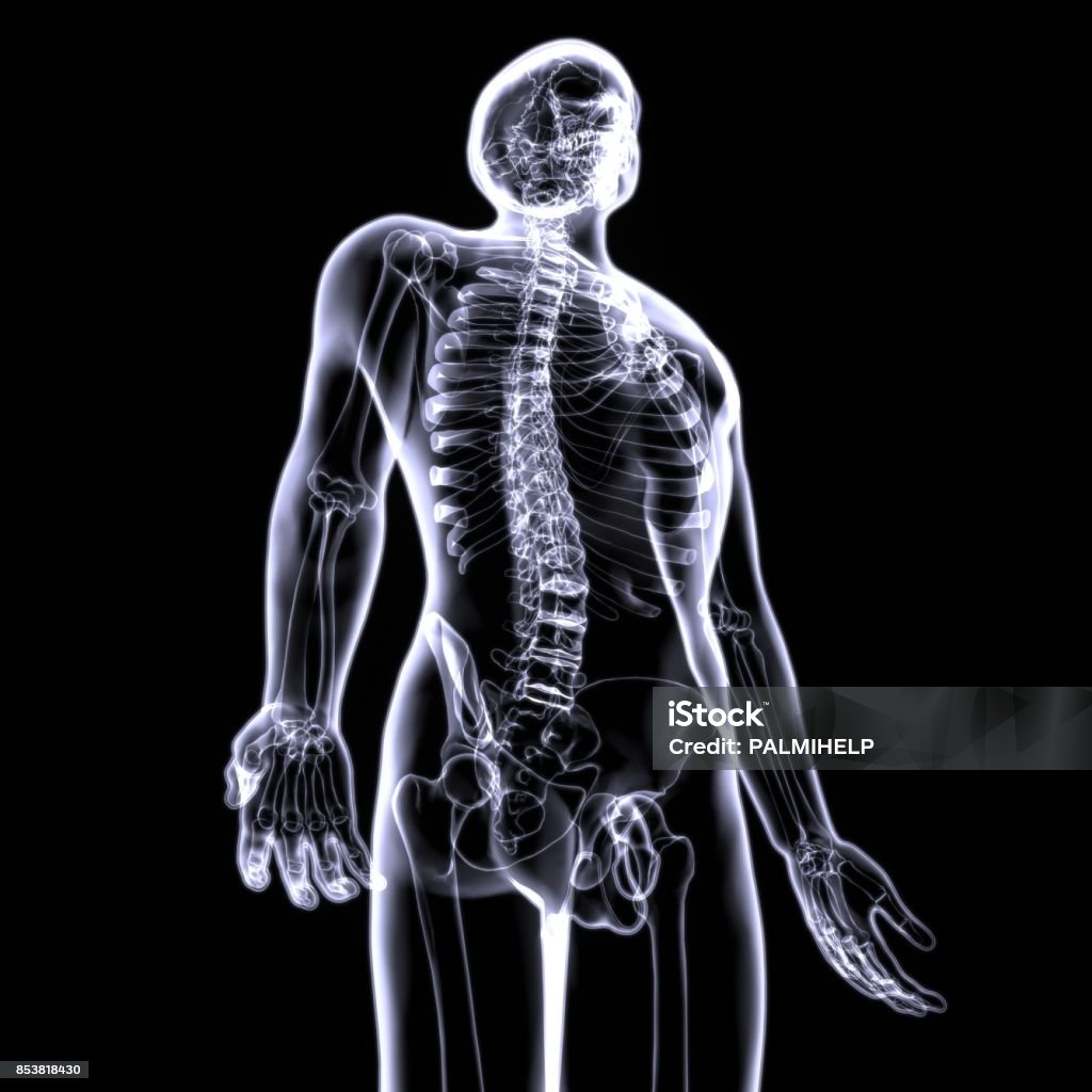 3d illustration of human body skeleton anatomy The human skeleton is the internal framework of the body. It is composed of around 270 bones at birth – this total decreases to around 206 bones by adulthood after some bones get fused together Anatomy Stock Photo