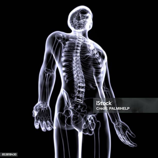 3d Illustration Of Human Body Skeleton Anatomy Stock Photo - Download Image Now - Anatomy, Biology, Biomedical Illustration