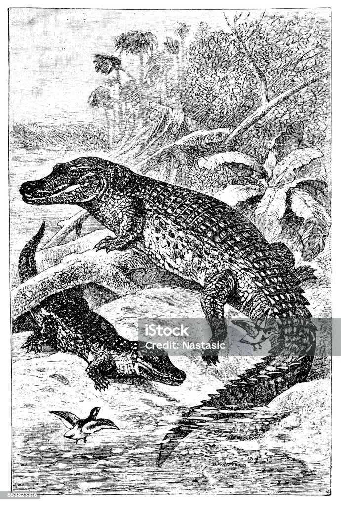 The Nile crocodile (Crocodylus niloticus) illustration of the Nile crocodile (Crocodylus niloticus) Nile Crocodile stock illustration