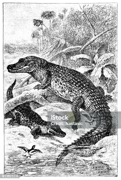 The Nile Crocodile Stock Illustration - Download Image Now - Nile Crocodile, Africa, Animal