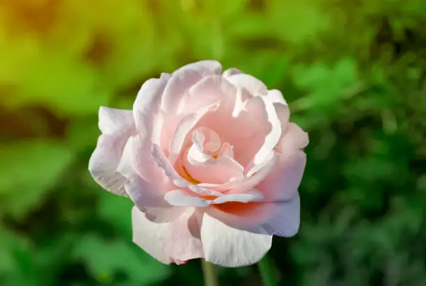 Beautiful pale-pink Rose flower in garden.