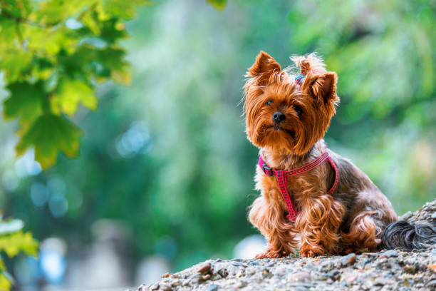 istock Cute yorkshire terrier sitting on rock looking at camera 853823644