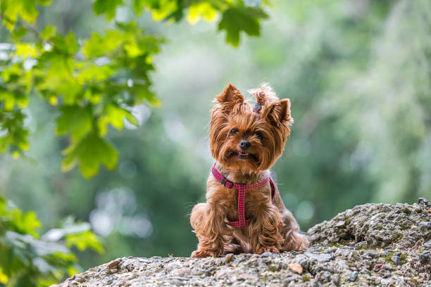 istock Cute lap dog sitting on rock 853823692