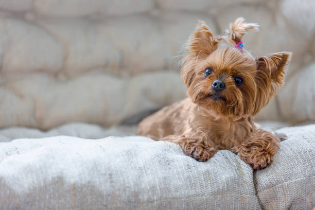 ciekawy yorkshire terrier na kanapie - yorkshire terrier zdjęcia i obrazy z banku zdjęć