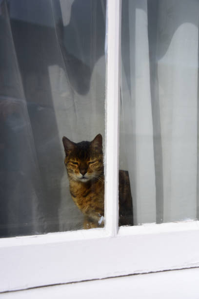 istock Cat looking out of window. 853828560