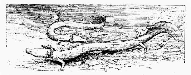 The olm or proteus (Proteus anguinus) ilustration of the olm or proteus (Proteus anguinus) proteus anguinus stock illustrations