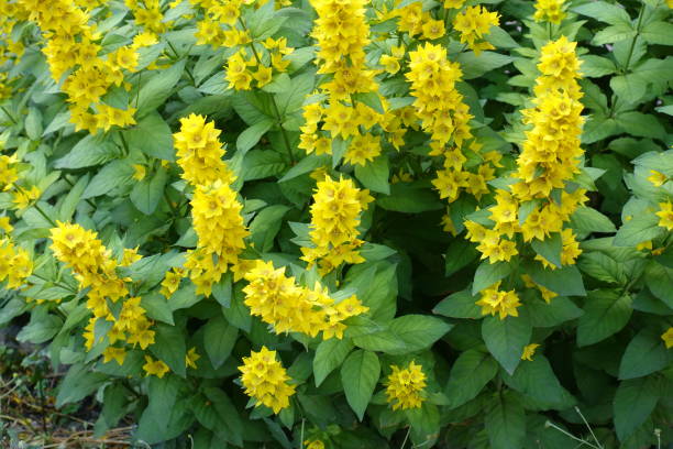 istock Lysimachia in full bloom in mid june 853829594