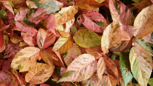 istock Colors of Leaves 853833088