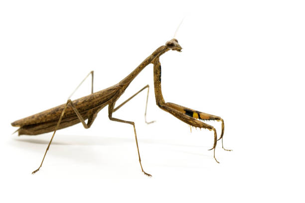 istock Image of Praying mantis (Stagmomantis carolina) on white background. Insect. Animal 853840414