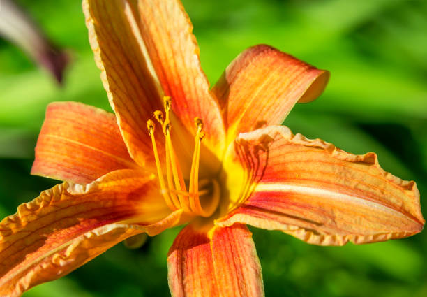 istock Bud of flowering orange lily 853847682