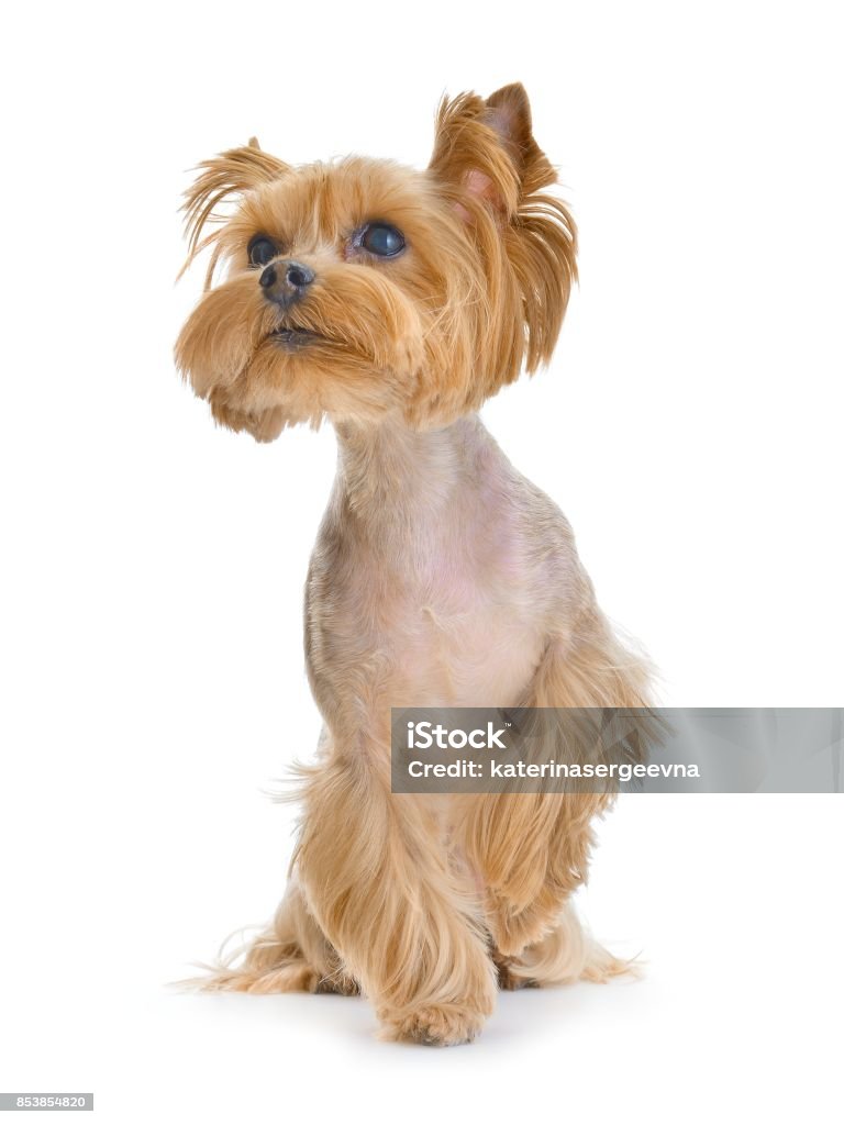Yorkshire Terrier On A White Background Stock Photo - Download Image Now -  Animal, Animal Hair, Brown - iStock