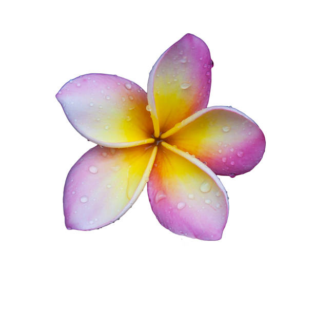 istock Plumeria flowers 853854972