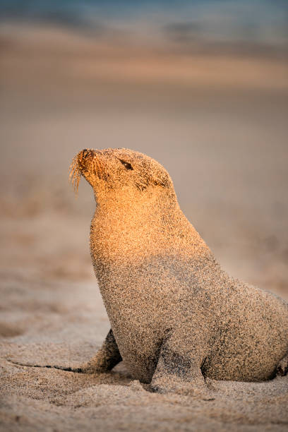 Seal resting in the evening sun, all covered in sand, Galapagos Islands