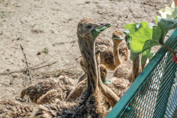 Young ostriches behind the fence. Portrait of a ostrich which pecking the leaf.