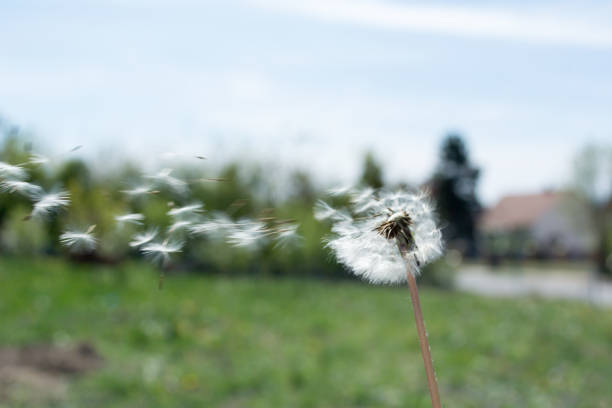 istock Dandelion on the wind. Dandelion fluff. Dandelion tranquil abstract closeup art background. 853864684