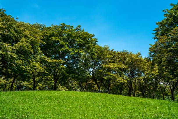 istock Green landscape, natural background 853867262